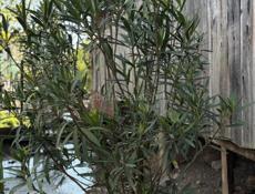 Розовый олеандр 