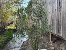 Розовый олеандр 