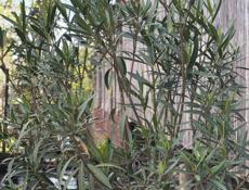 Розовый олеандр 