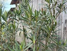 Розовый олеандр 