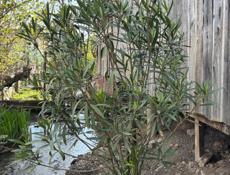 Розовый олеандр 