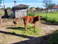 Продается Телочка 3месяца ШАУМЯН +79407746360