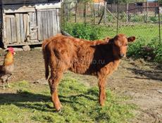 Продается Телочка 3месяца ШАУМЯН +79407746360