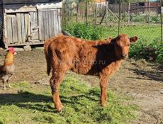 Продается Телочка 3месяца ШАУМЯН +79407746360