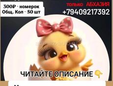 Цыплята РОЗЫГРЫШ