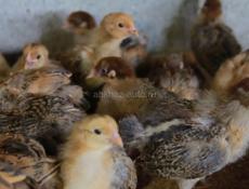 Цыплята подрощеные