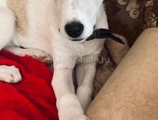 Щенок гончей ( отдаем за символическую сумму 100 рублей )