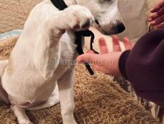 Щенок гончей ( отдаем за символическую сумму 100 рублей )