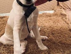 Щенок гончей ( отдаем за символическую сумму 100 рублей )