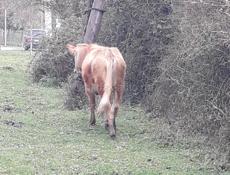 Продаю Бычка около 80 кг