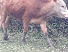 Продаю Бычка около 80 кг