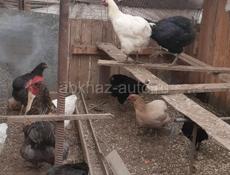 Продаются куры 