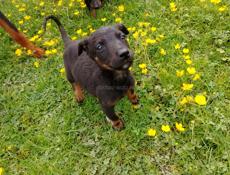 Отдаю в хорошие руки  доберманчики чистокровки 