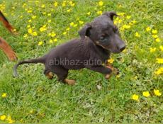 Отдаю в хорошие руки  доберманчики чистокровки 