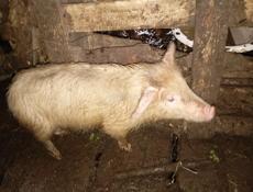 4 поросёнка 