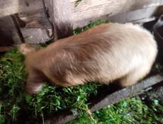 4 поросёнка 