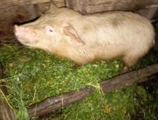 4 поросёнка 