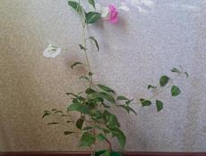 Бугенвиллия двухцветная Mary palmer