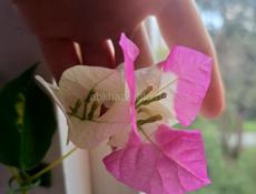 Бугенвиллия двухцветная Mary palmer