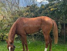 Английская кобыла 3 года на игру на скачки обученая отец по кличке терц кобыла ручная  без обмена без долга цена 180т просто так не звонить !!!!! Всё написал ещё раз не звонить ! Просто так +79407778022