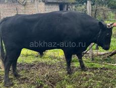 Бык на мясо !!!