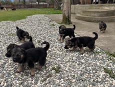 Щенки Немецкой Овчарки