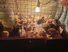 Срочно цыплята 