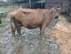 Продаю  стельную корову