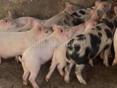 Поросята!