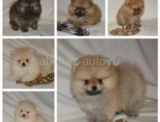 ЩЕНКИ ШПИЦА 