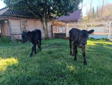 Продаются Абердин-ангус девочки 3 головы