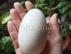 Яйца Гусиные