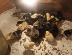 Суточные цыплята