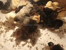 Суточные цыплята 