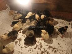 Суточные цыплята