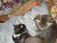 Дарю котят.