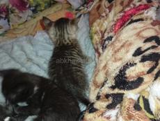 Дарю котят.