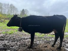 Корова в майя отел 