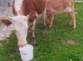 Продам дойную корову первый отел