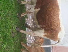 Продам дойную корову первый отел