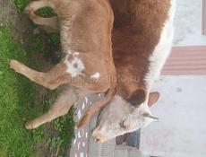 Продам дойную корову первый отел