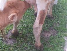 Продам дойную корову первый отел