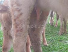 Продам дойную корову первый отел