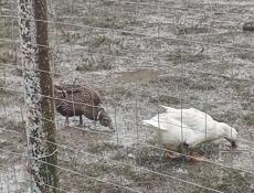 Утки несутся 