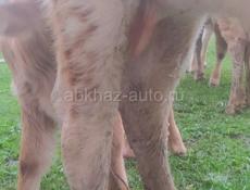 Продам дойную корову с тельенком первый отел