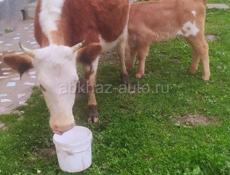 Продам дойную корову с тельенком первый отел