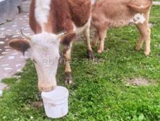 Продам дойную корову с тельенком первый отел