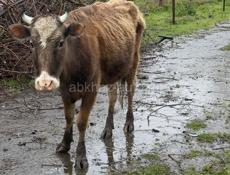 Продаются 3 коровы 