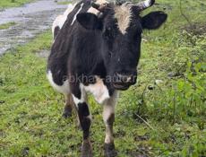 Продаются 3 коровы 