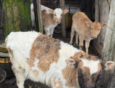 Продаются 3 коровы 